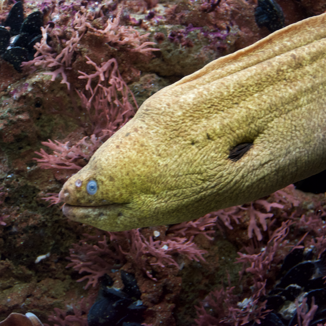Aquarium Cafés—Diving In!